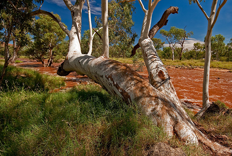 _MG_4252mw.jpg - A Tree on the Flooded Todd River - Alice Springs